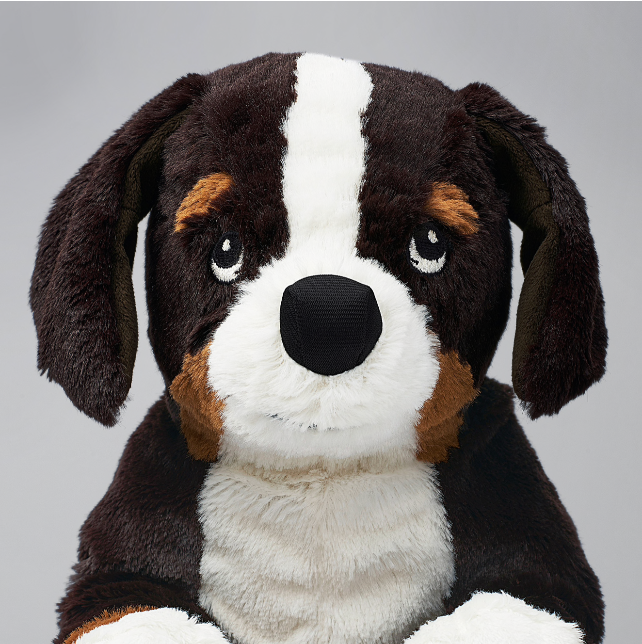 Dog Puppy